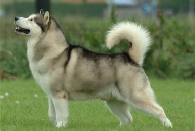 Alaskan Malamute