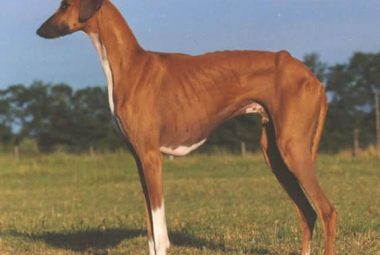 The Azawakh Breed