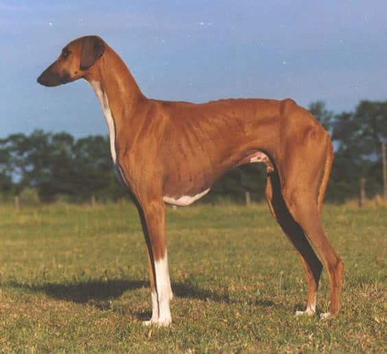 The Azawakh Breed