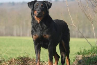 Beauceron