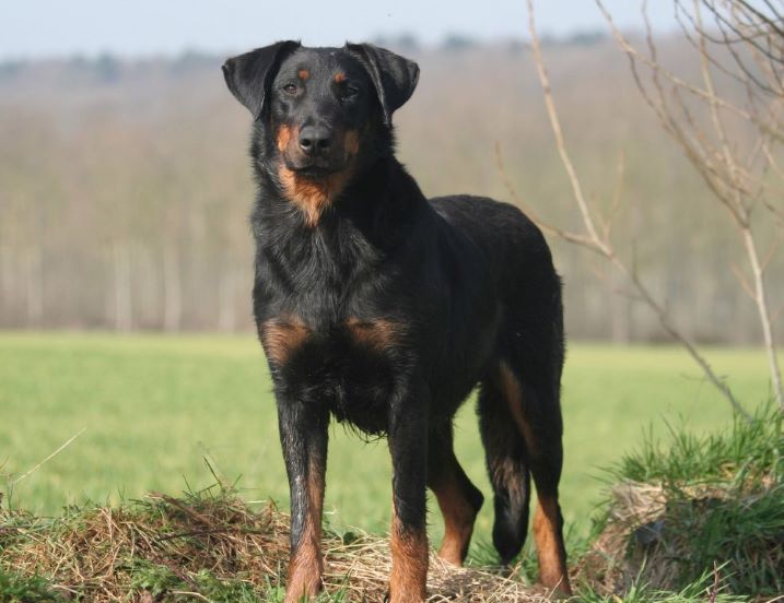 Beauceron