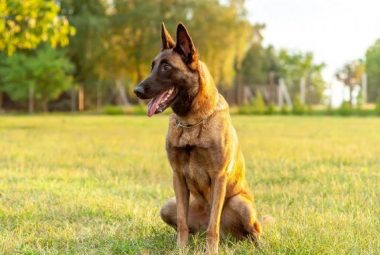 Belgian Malinois