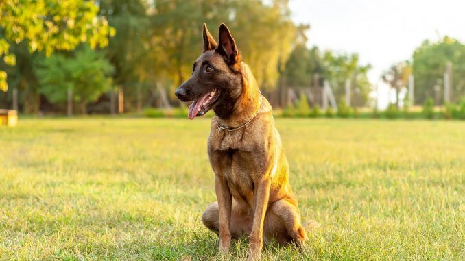 Belgian Malinois