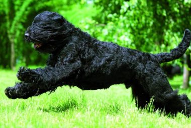 Black Russian Terrier