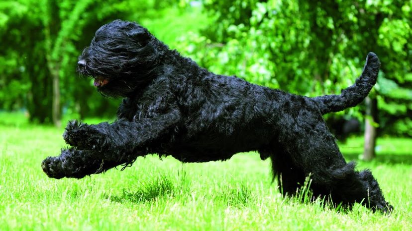 Black Russian Terrier