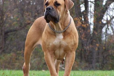 Boerboel