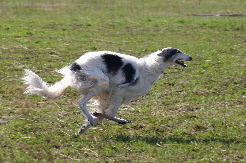 Borzoi