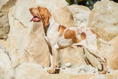 Bracco Italiano