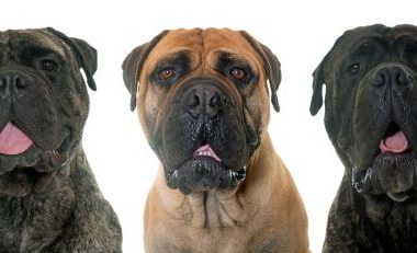 Bullmastiffs