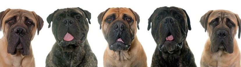 Bullmastiffs