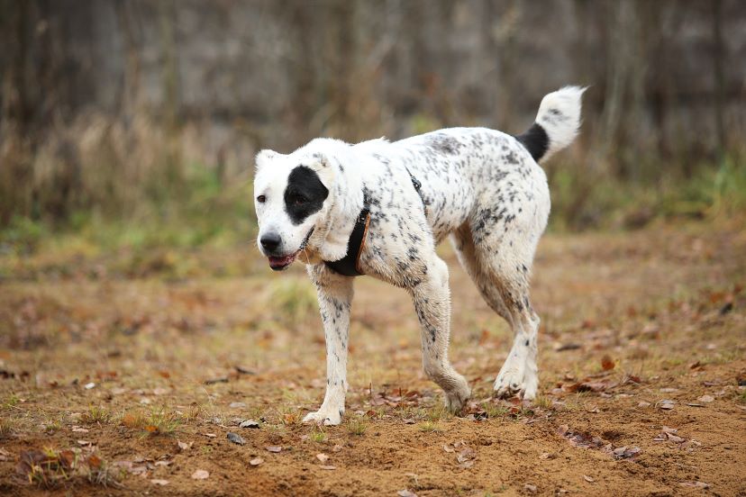 Central Asian Shepherd Dog