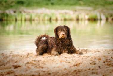 Curly-Coated Retriever