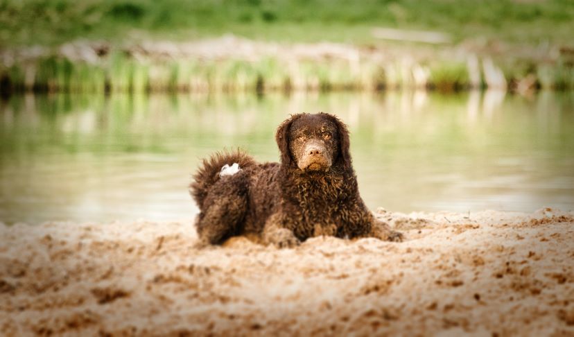 Curly-Coated Retriever