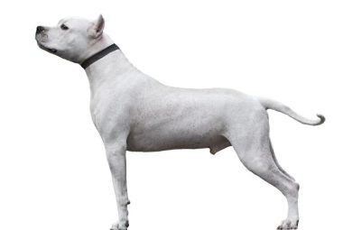 Dogo Argentino