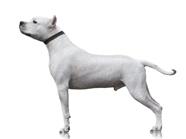 Dogo Argentino