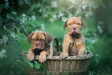 Dogue de Bordeaux