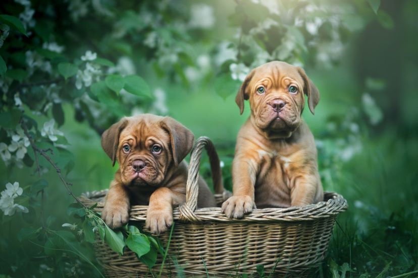 Dogue de Bordeaux