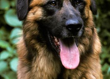 Estrela Mountain Dog