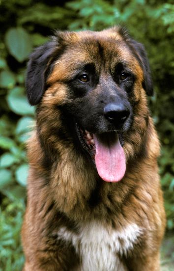 Estrela Mountain Dog