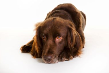 German Longhaired Pointer