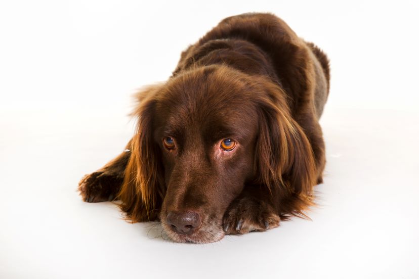 German Longhaired Pointer