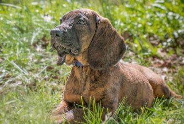 Hanoverian Scenthound