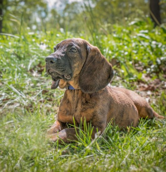 Hanoverian Scenthound