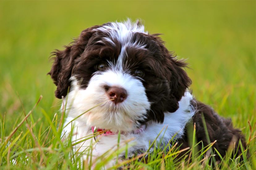 PortugueseWaterDog