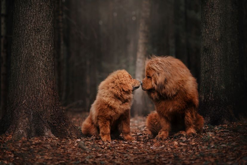 Tibetan Mastiff