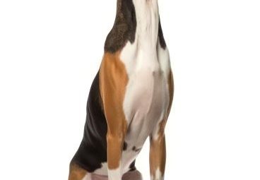 Treeing Walker Coonhound