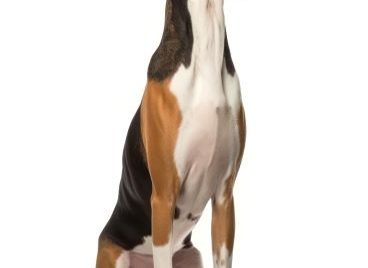 Treeing Walker Coonhound