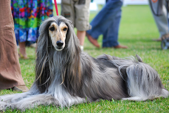 afghan hound