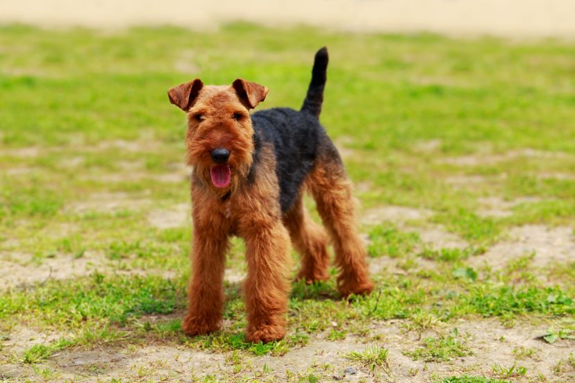 airedale terrier