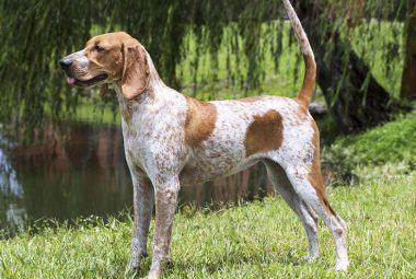 american english coonhound