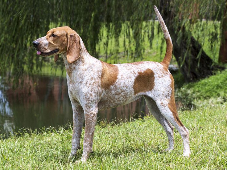 american english coonhound