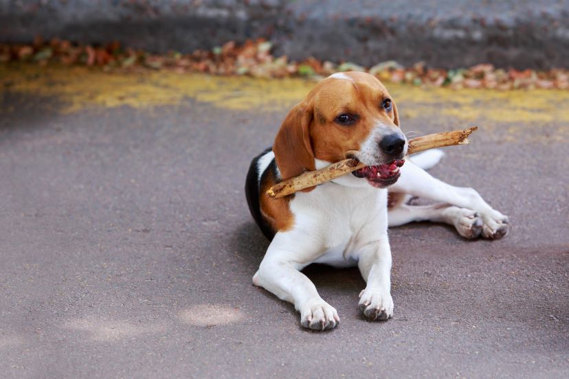 american foxhound