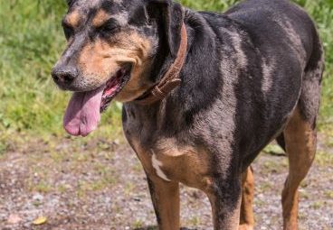 american leopard hound