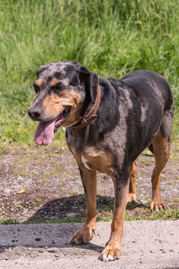 american leopard hound