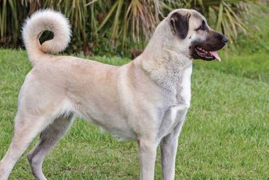 anatolian shepherd