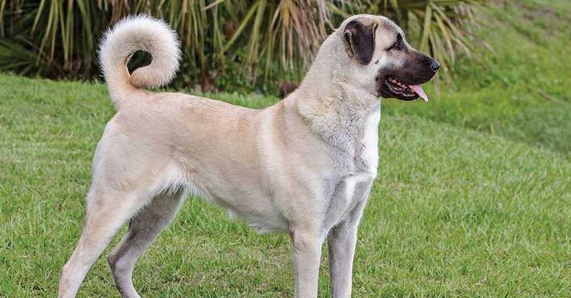 anatolian shepherd