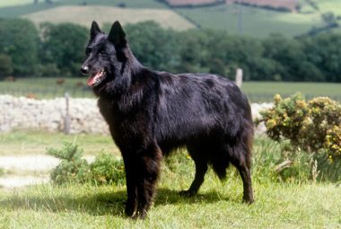 belgian sheepdog