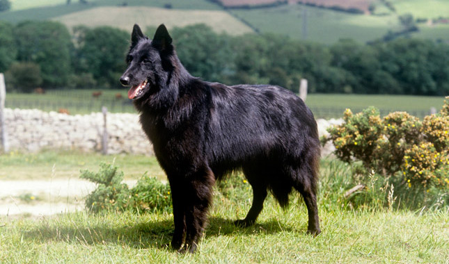 belgian sheepdog