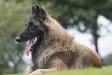 belgian tervuren