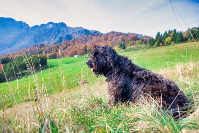 bergamasco sheepdog