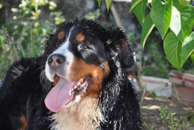 bernese mountain dog