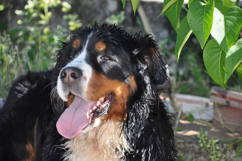 bernese mountain dog