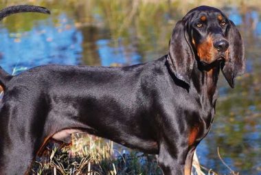 black and tan coonhound