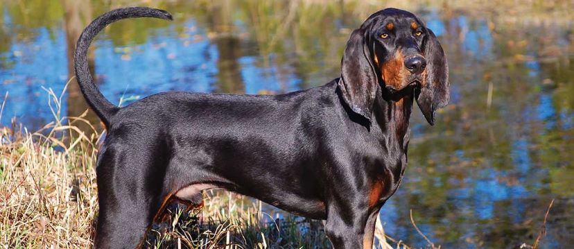 black and tan coonhound