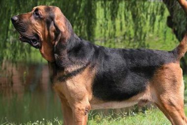 bloodhound