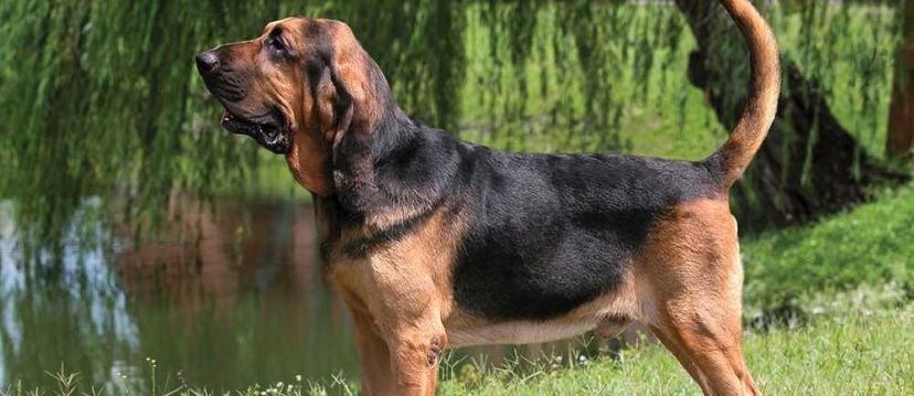 bloodhound